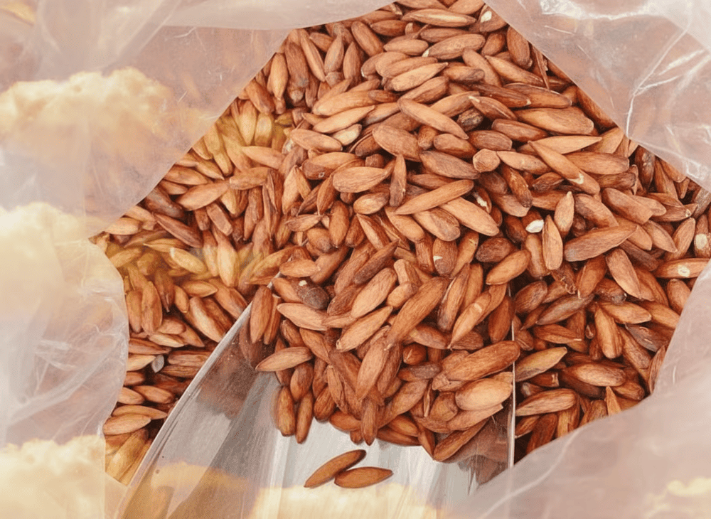 Mứt hạt bàng ngọt - đặc sản nức tiếng tại Côn Đảo